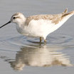 Wilson's Phalarope